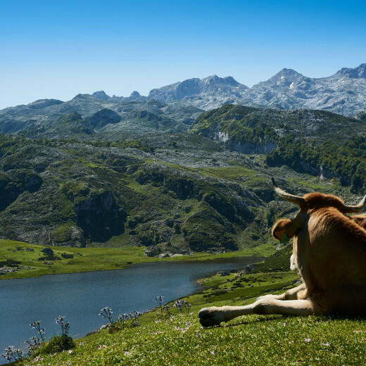 احترام البيئة