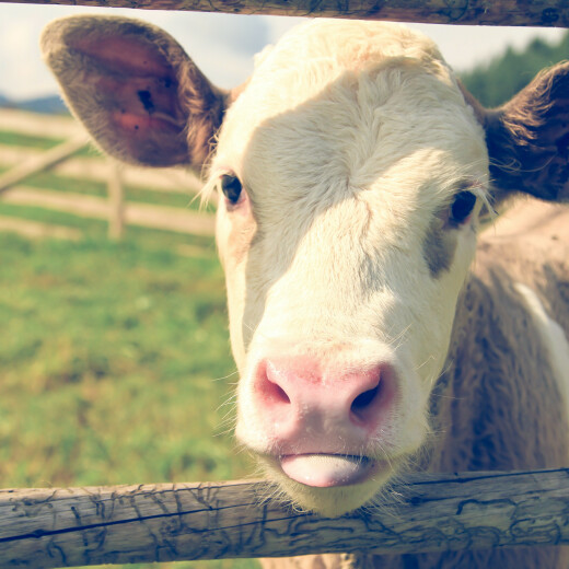  سلامة الحيوانات