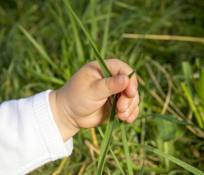 Lapte pentru sugari ecologic și responsabil de la fermă la biberon! 